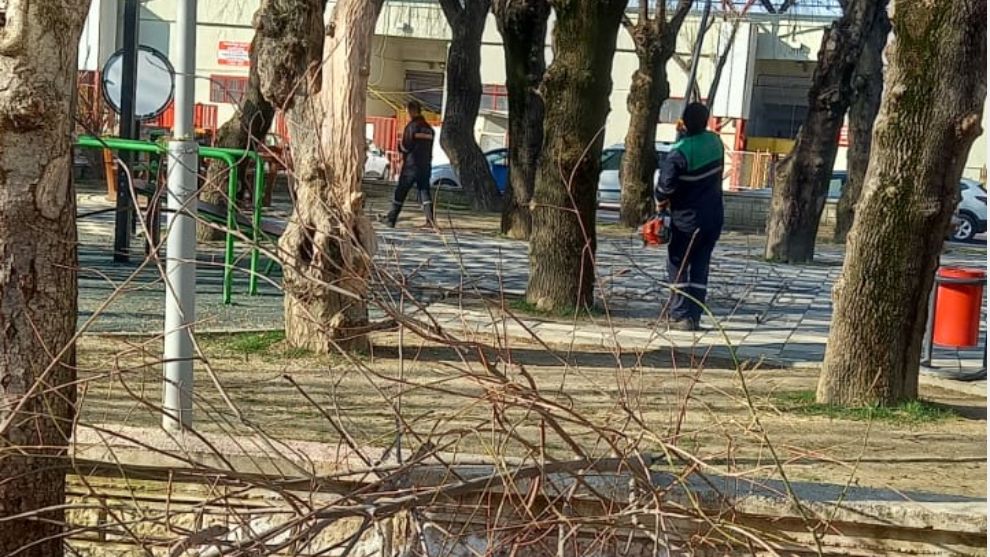 Bolu Belediyesi Park ve Bahçeler Müdürlüğü Ekipleri ön budama çalışmalarına başladı