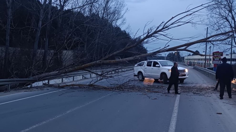 Bolu-Mudurnu yolunda devrilen ağaç yolu trafiğe kapattı