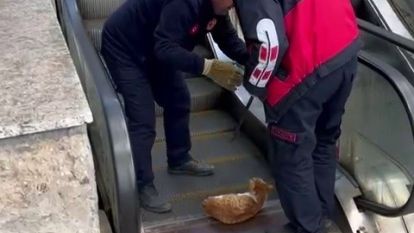 Ayağı yürüyen merdivene sıkışan kedi acı içerisinde yardım bekledi