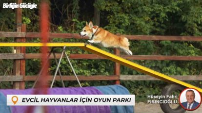 Bartın'da sokak hayvanları için yuva evcil hayvanlar için oyun parkı yapılacak