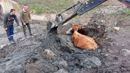 Çamura saplanan inekler kepçeyle kurtarıldı