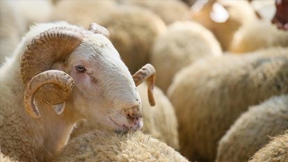 Kurban pazarında son yılların en durgun günleri yaşanıyor