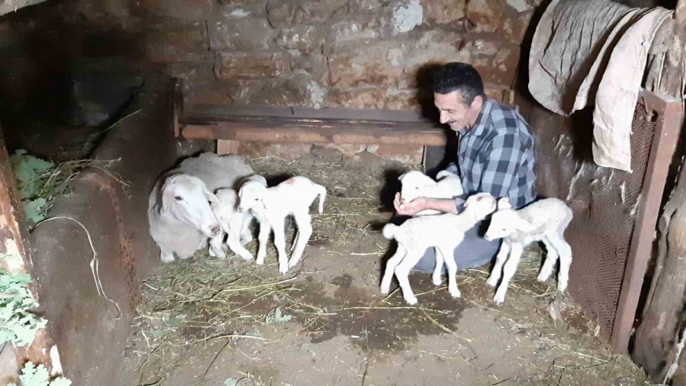 Bolu'da bir koyun seferde beşiz doğurdu