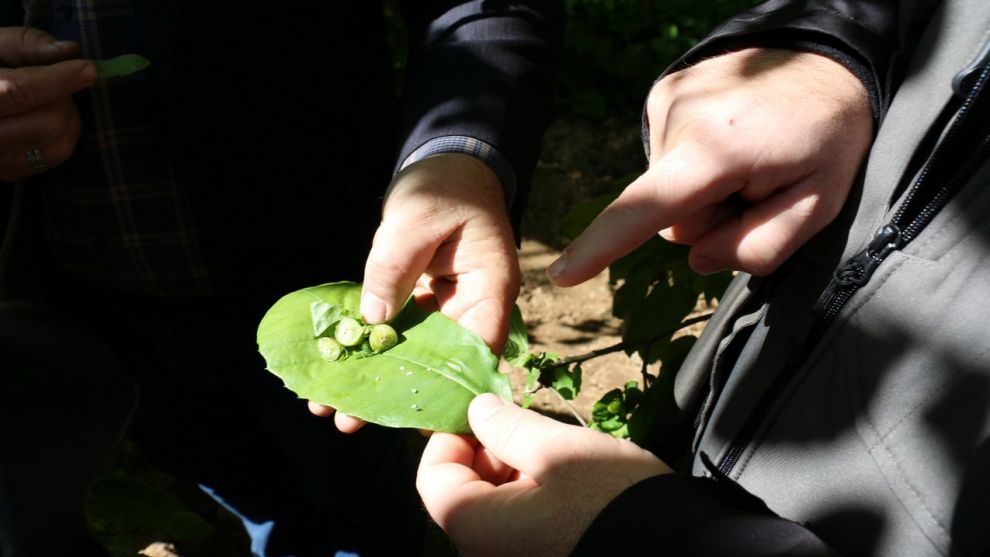 “Torymus Sinensis” iş başında.