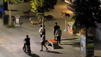 Köpekler birbirlerine saldırdı, vatandaşlar yoldan geçemedi