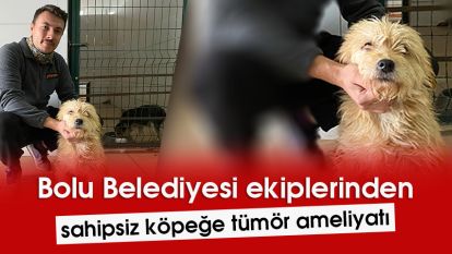 Sahipsiz köpeğe tümör ameliyatı yapılacak