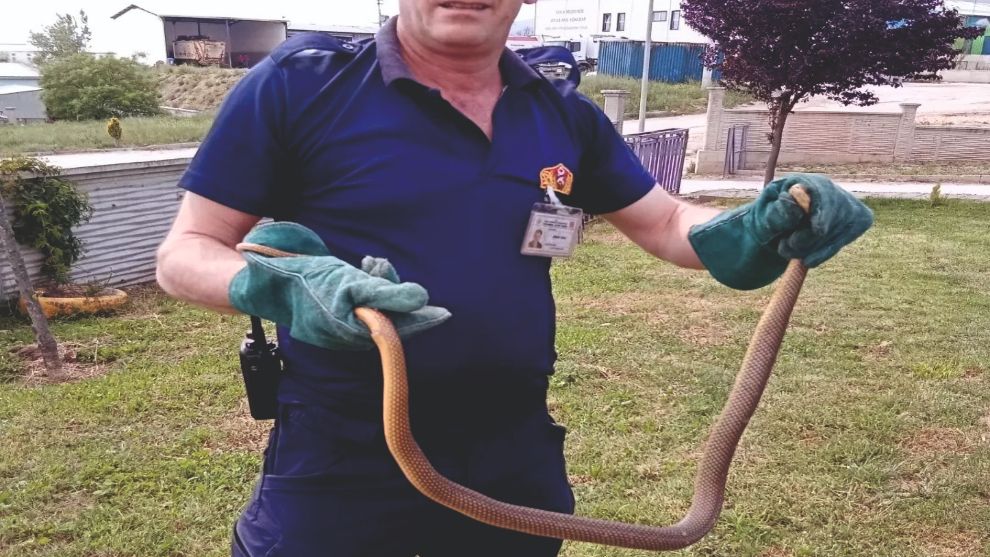 Bolu'da yılan paniği