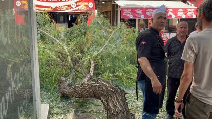 Bolu'da yaya yoluna ağaç düştü: 1 yaralı