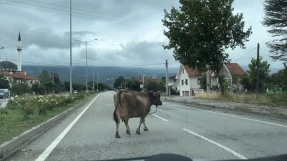 İnek araçlara aldırış etmeden trafiği tehlikeye soktu