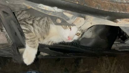 Otomobilin motoruna kedi sıkıştı