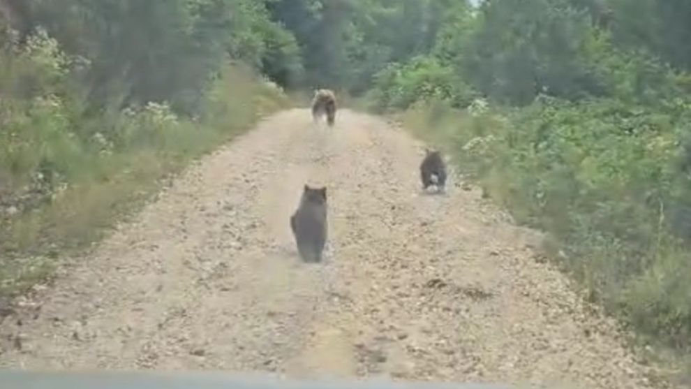 Bolu'da yine ayı vakası