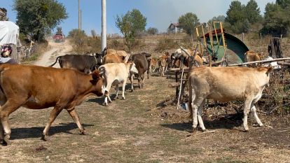 Alevlenen yangından hayvanlarını böyle kaçırdı