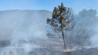 Anız yangınında 40 dönümlük arazi kül oldu