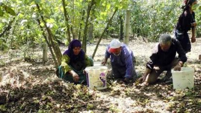 Bolu ve Düzce'ye Fındık toplamaya geliyorlar