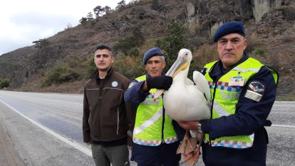 Devriye atan jandarma pelikan kuşu buldu: Hamsiyle beslediler