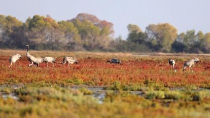 Turnalar Bolu'da mola verdi