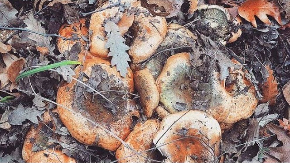 Bolu’da bol miktarda var! Sonbaharın Mucizesi: Kanlıca Mantarı