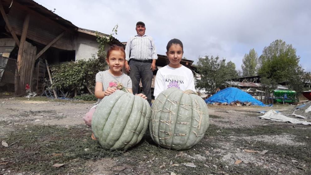 Hayvan gübresiyle yetiştirilen bal kabağı 40 kilogram oldu