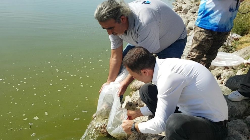 Yağmursuyu Göleti'ne 10 bin yavru sazan salındı