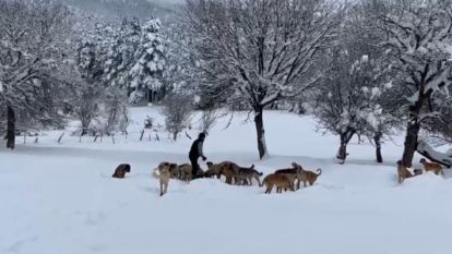 BOLU'DA HAYVANSEVERLİK ÖRNEĞİ : SOKAK KÖPEKLERİNİ ORMANDA BESLİYOR