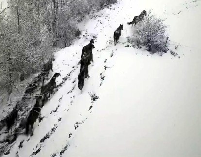 YILKI ATLARI HAVADAN GÖRÜNTÜLENDİ