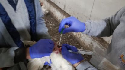 KUŞ GRİBİNİN ERKEN TESPİTİ İÇİN ÖRNEKLER TOPLANDI