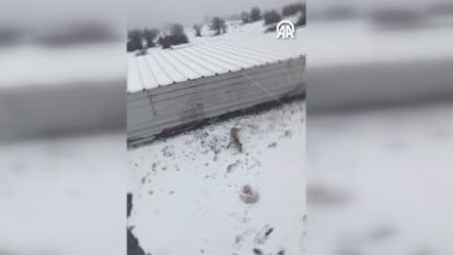 Tilkinin bahçedeki ekmekleri çukura saklama anı