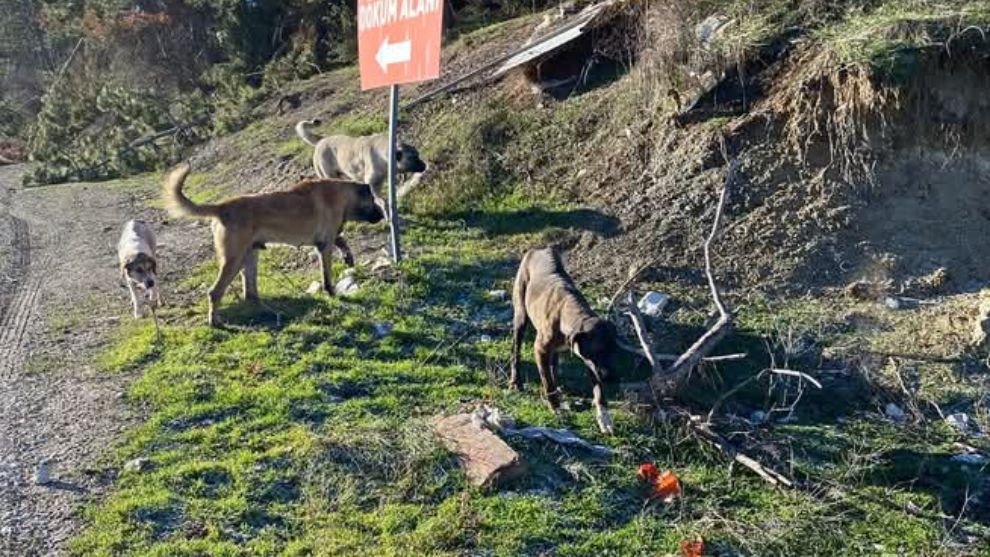 Bolu Belediyesi’nin, Mudurnu Belediyesine desteği sürüyor...