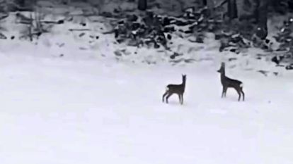 BOLU'DA DOĞAL YAŞAM