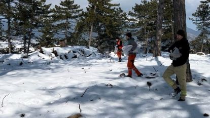 Bolu'nun ormanlarına tohum takviyesi