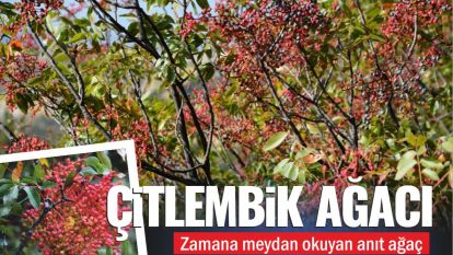 Çitlembik Ağacı: Zamana Meydan Okuyan Anıt Ağaç