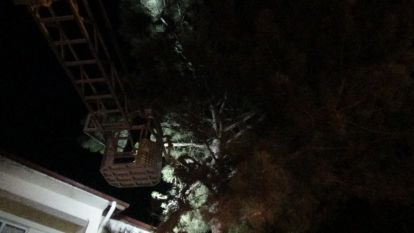 Ağaçta mahsur kalan kediyi itfaiyeciler kurtardı