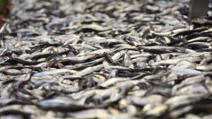 Sezonu bitmek üzere olan hamsi 150 liradan satışta