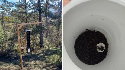 Böcek popülasyonu doğal dengeyi bozmadan azaltılıyor