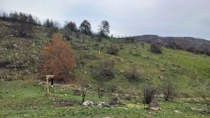 Orman zararlıları ile etkin mücadele çalışmaları başladı
