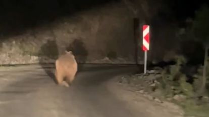 Bolu'da otomobil gören ayı korkup böyle kaçtı