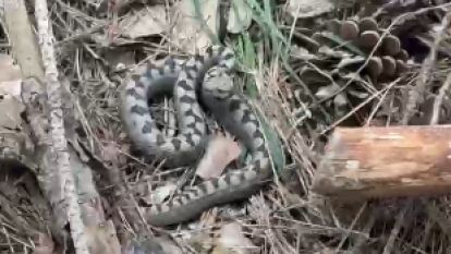 Nadir görülen zehirli boynuzlu engerek yılanı Bolu'da görüntülendi