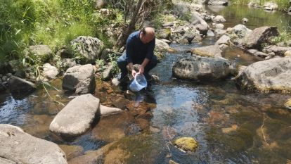 Bolu'da 12 bin kırmızı benekli alabalık yavrusu orman içi derelere bırakıldı