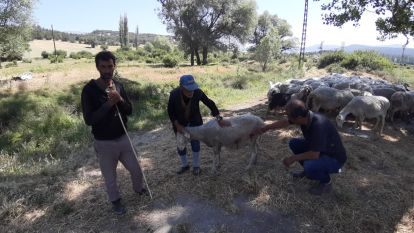 Bolu'da başıboş köpekler sürüye saldırdı