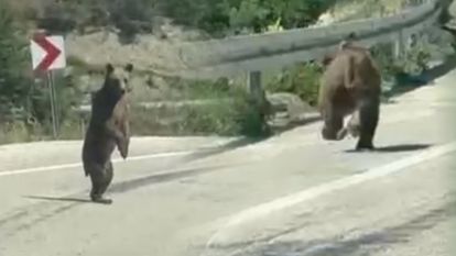 Bolu'da kara yoluna çıkan ayı cep telefonuna yansıdı