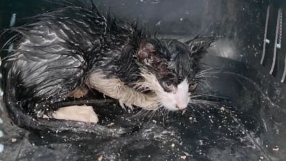 Su borusuna sıkışan yavru kedi için seferber oldular