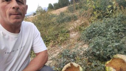 Mudurnu'da kargalar 80 karpuzu delik deşik etti