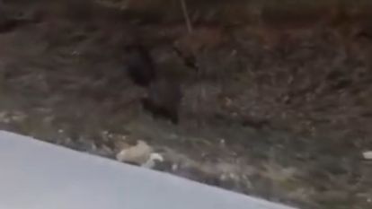 Aç kalan domuz sürüleri, üniversite kampüsüne indi