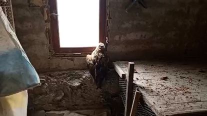Yaralı şahin koruma altına alındı