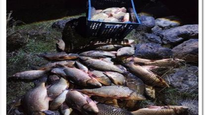 Bolu'da 250 kilo ağırlığındaki 100 canlı sazan balığı kurtarıldı