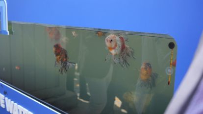 Kullanıp arıttıkları suda Japon balığı besliyorlar