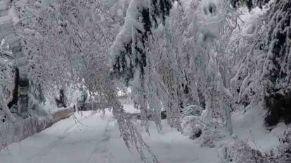 Bolu'da mayıs karı ağaç dallarını kırdı