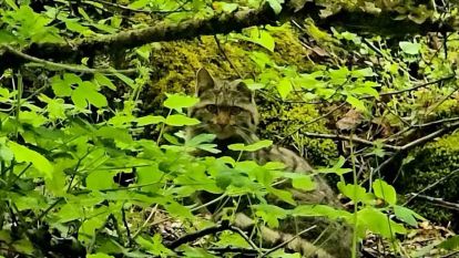 Bolu'da ormanlık alanda gezinen yaban kedisi görüntülendi