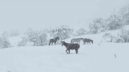 Bolu'da yılkı atları karlar altında görüntülendi