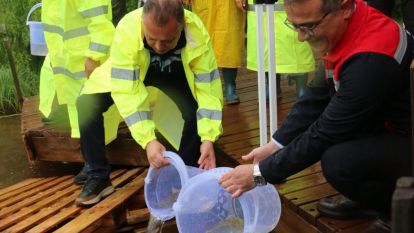 Abant Gölü'ne 100 bin endemik Abant alası bırakıldı